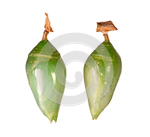 Pupae of the blue-banded morpho and the blue morpho butterfly isolated on white photo