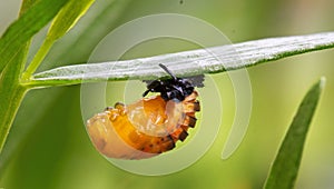 A Pupae Hanging From a Leaf