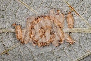 Pupae hatched from a parasitoid wasp
