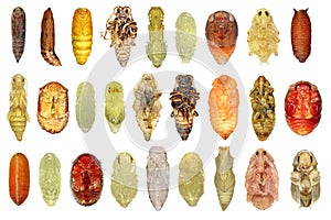 Pupae of insects photo
