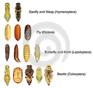 Pupae of insects photo