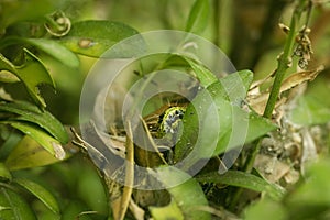 Pupae or larva of Cydalima perspectalis is a pest that destroys and eats green buxus sempervivens leaves photo