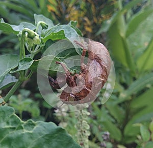 The pupae of the metamorphosis of cicadas, garengpung or crying kinjeng or types
