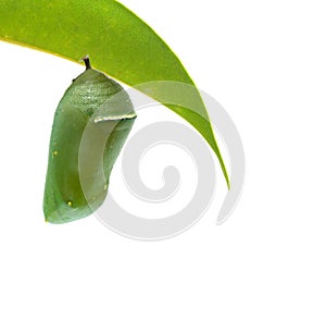 Pupae of monarch butterfly