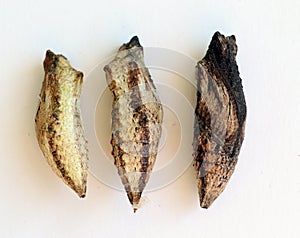 Pupae of Papilio machaon. Papilionidae. Lepidoptera