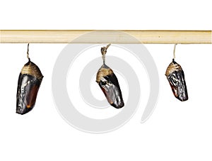 Pupae of the plain tiger butterfly on a stick ready to emerge, isolated on white