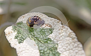 A pupae on a Sage Leaf