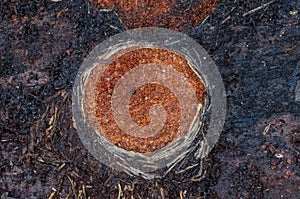 Pupal cradle of Ribbed Pine Borer larva