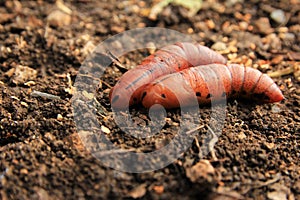 Pupas on the ground. stock photo