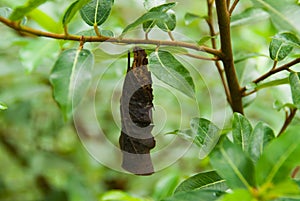 Pupate chrysalis cocoon baby of butterfly