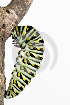 Pupating butterfly larva