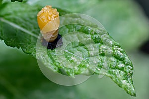 Pupation of a ladybug on a mint leaf. Macro shot of living insect. Series image 1 of 9