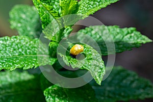 Pupation of a ladybug on a mint leaf. Macro shot of living insect. Series image 2 of 9