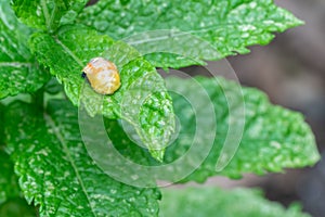 Pupation of a ladybug on a mint leaf. Macro shot of living insect. Series image 3 of 9