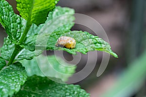 Pupation of a ladybug on a mint leaf. Macro shot of living insect. Series image 5 of 9