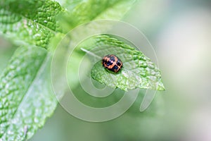 Pupation of a ladybug on a mint leaf. Macro shot of living insect. Series image 9 of 9