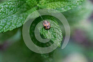 Pupation of a ladybug on a mint leaf. Macro shot of living insect. Series image 6 of 9