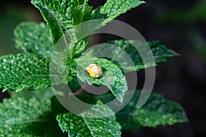 Pupation of a ladybug on a mint leaf. Macro shot of living insect. Series image 4 of 9
