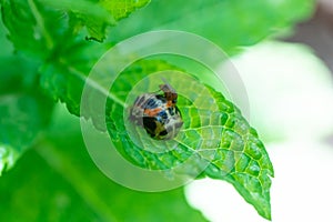 Pupation of a ladybug on a mint leaf with a mosquito on it. Macro shot of living insect. Series image 7 of 9