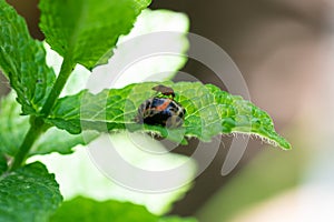 Pupation of a ladybug on a mint leaf with a mosquito on it. Macro shot of living insect. Series image 8 of 9