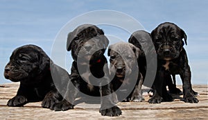 Pupies cane corso