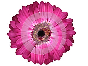 Puple Gerbera Daisy