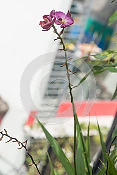 Puple Spathoglottis plicata flowers blooming