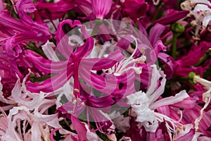 Puple and white botanical tulip closeup in the Keukenhof in 2022 in the Netherlands