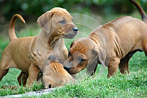 Puppies photo