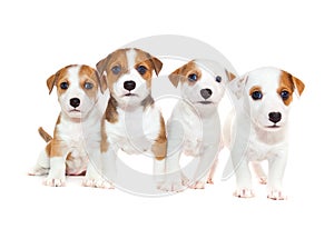 Puppies 2 months old, sitting in front of white background