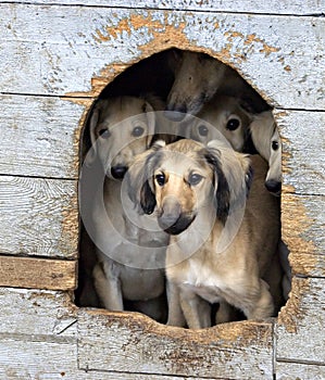 Cachorros 