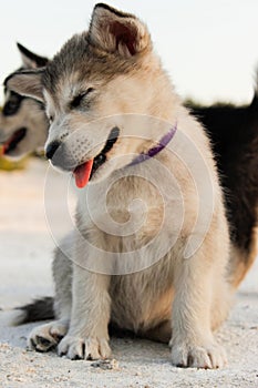 Puppies of the Alaskan malamute