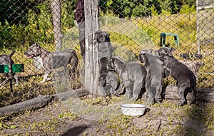 Puppies of American Staffordshire Terrier, sitting in the aviary, want to eat