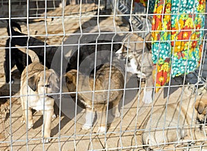 Puppies amicably play in the shelter cage
