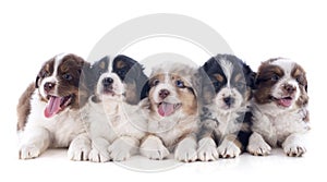 Puppies australian shepherd