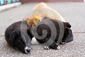 Puppies bask in the street