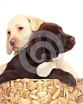 Puppies in a basket.