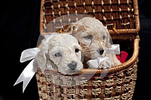 Puppies in a basket