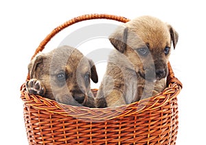 Puppies in a basket