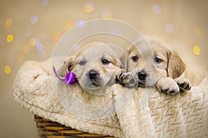 Puppies in a basket