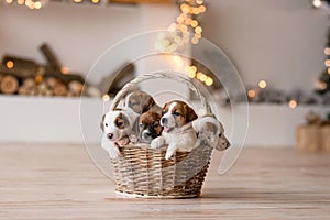 Puppies in a basket 5 small dogs
