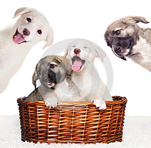 Puppies in a basket