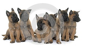 Puppies belgian shepherd malinois