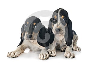 Puppies bernese Schweizer Laufhund