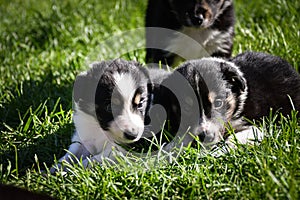 Two six week old border collie puppies