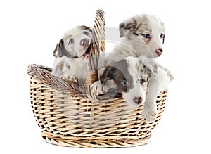 Puppies border collies