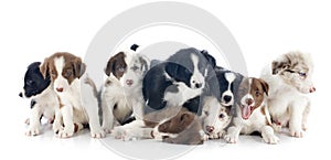 Puppies border collies