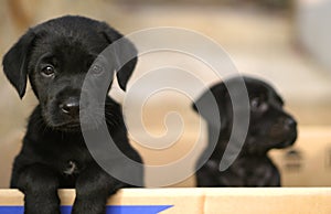 Puppies in a box photo