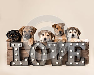 Puppies in Box with Love sign