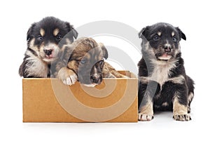 Puppies in the box.